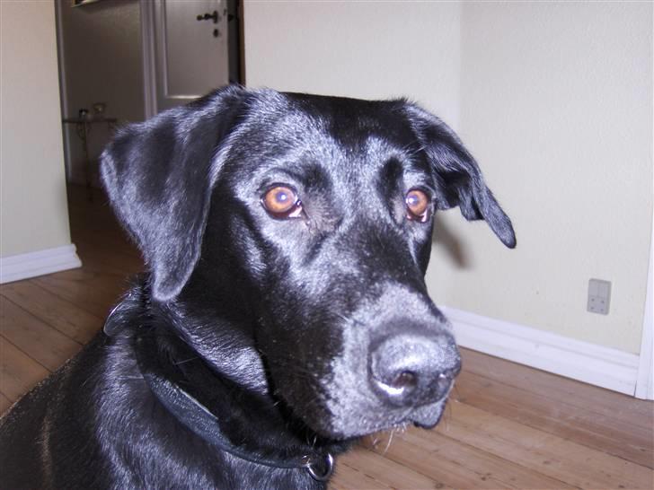 Labrador retriever Bella R.I.P :( billede 19