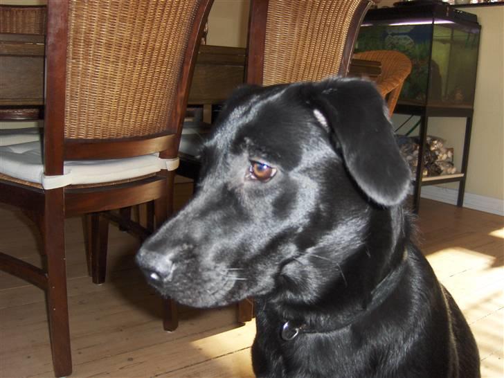 Labrador retriever Bella R.I.P :( billede 20