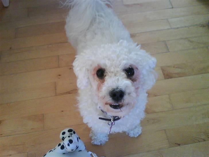 Bichon à poil frisé Mille (Tinghøjs Veronica) - Hva´ laver du? :o billede 5