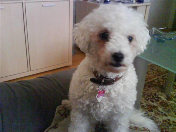 Bichon à poil frisé Mille (Tinghøjs Veronica) - Er jeg ikke sød? billede 6