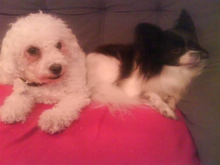 Bichon à poil frisé Mille (Tinghøjs Veronica) - Mille sammen med sin bedste veninde Mini:) billede 8