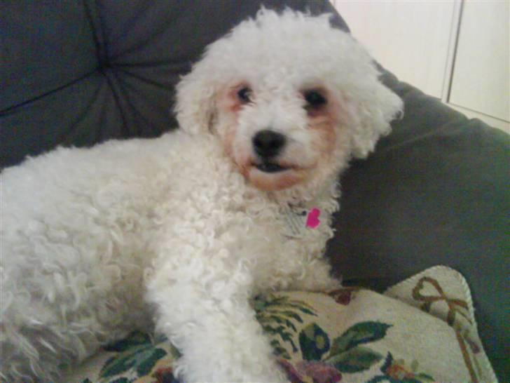 Bichon à poil frisé Mille (Tinghøjs Veronica) - Seeeeee mig:) billede 9