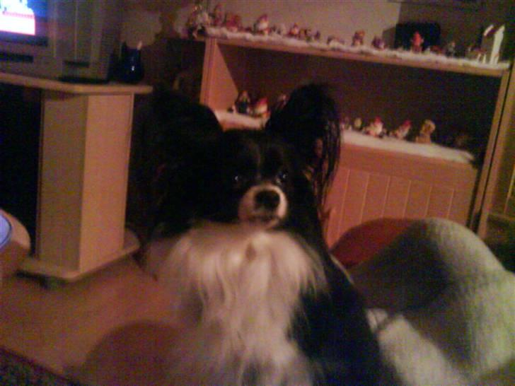 Papillon Mini - H V A D L A V E R D U ? billede 4