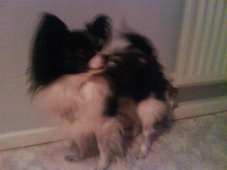 Papillon Mini - G I´ M I G S Å N O G E T M A D :) billede 5