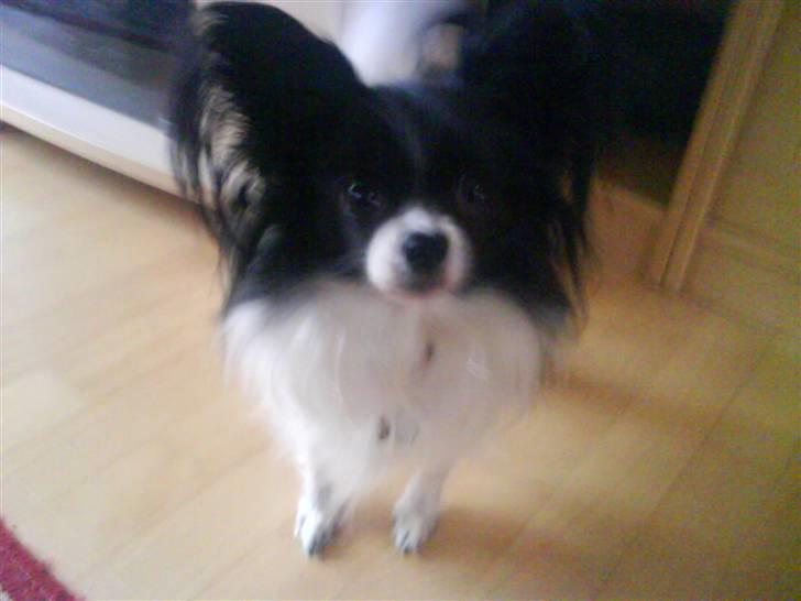 Papillon Mini - K I G P Å M I G  billede 6