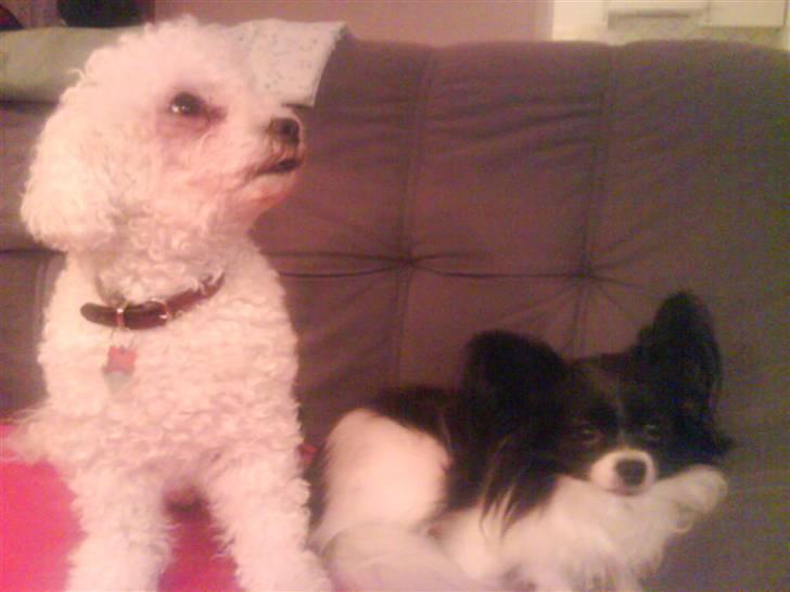 Papillon Mini - M I L L E & M I N I (L) billede 7