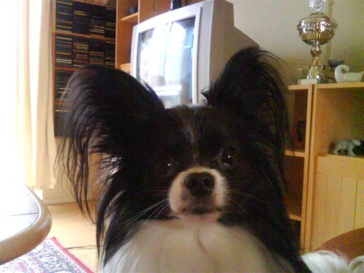 Papillon Mini - (L) billede 8