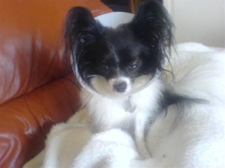 Papillon Mini - M I N I M E D S K Æ R M P Å. billede 9