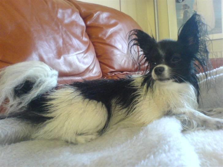 Papillon Mini -  E F T E R D E T Å R L I G E B A D:) billede 10