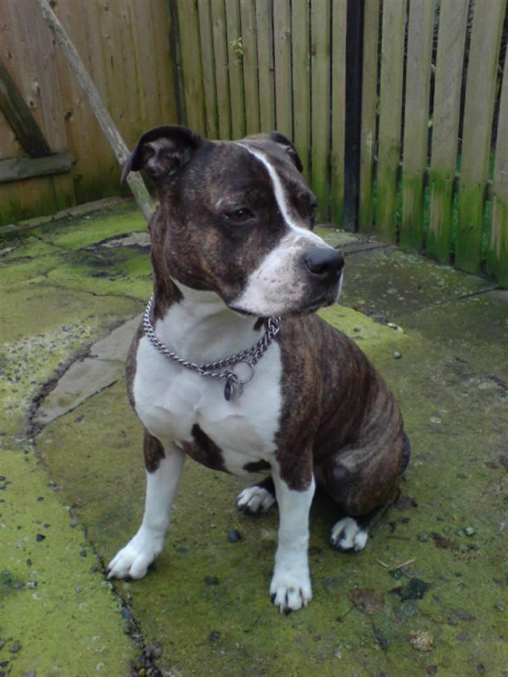 Amerikansk staffordshire terrier Sheba billede 1