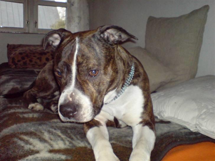 Amerikansk staffordshire terrier Sheba billede 2