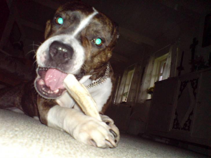 Amerikansk staffordshire terrier Sheba billede 3