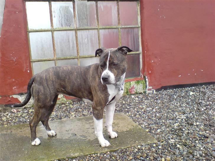 Amerikansk staffordshire terrier Sheba billede 4