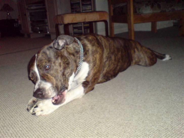 Amerikansk staffordshire terrier Sheba billede 5