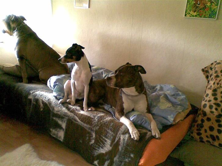 Amerikansk staffordshire terrier Sheba billede 6