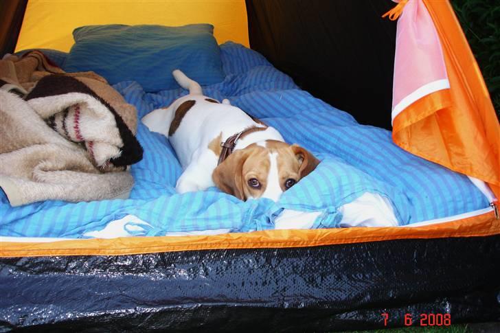 Beagle Mads / Fairytosh Mc. Cafferty - Mads er ude at ligge i telt i haven :) billede 12