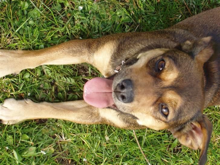 Blanding af racer  d/s gårdhund Tikka RIP - april 2008 billede 6