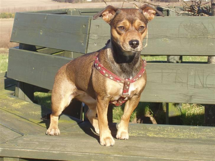 Blanding af racer  d/s gårdhund Tikka RIP - jeg er ved at lette billede 7