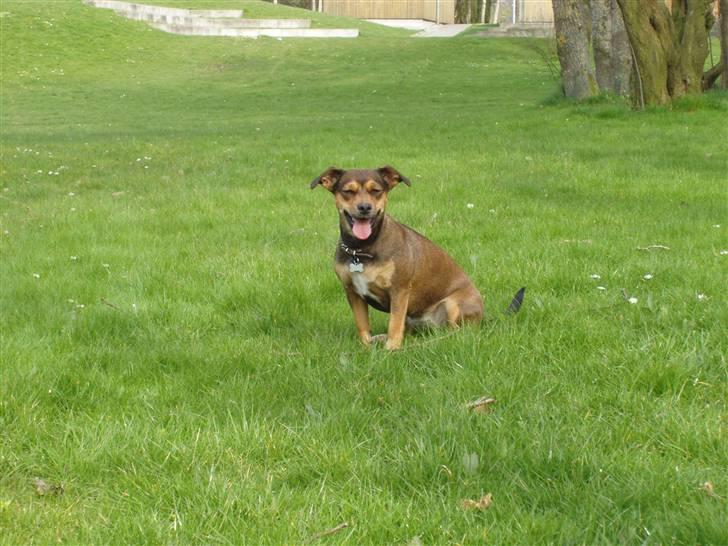 Blanding af racer  d/s gårdhund Tikka RIP - april 2008 billede 8