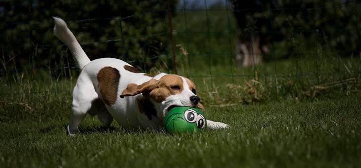 Beagle Mads / Fairytosh Mc. Cafferty - Bold ! :) - Fotograf: Jens Hald billede 13