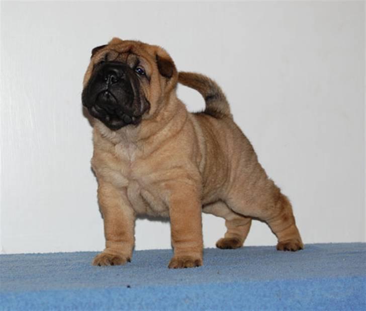 Shar pei Zulu billede 2