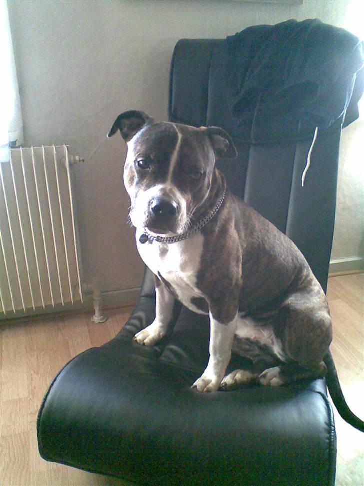 Amerikansk staffordshire terrier Sheba billede 7