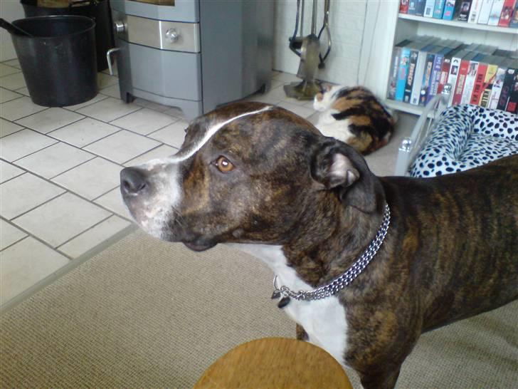 Amerikansk staffordshire terrier Sheba billede 8