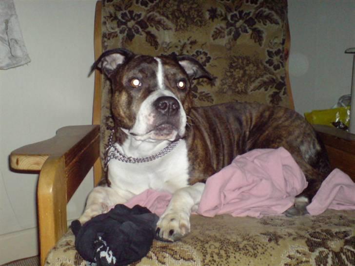 Amerikansk staffordshire terrier Sheba billede 9