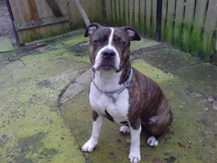 Amerikansk staffordshire terrier Sheba billede 10