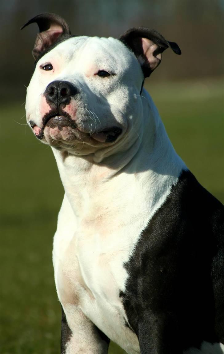 Amerikansk staffordshire terrier Milo - Www.Soegaarde.dk billede 1