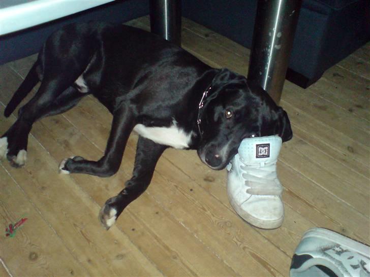 Blanding af racer *Gismo* - fars sko er virkelig gode som hovdepude :D  billede 8