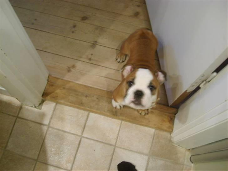 Engelsk bulldog Trille billede 5