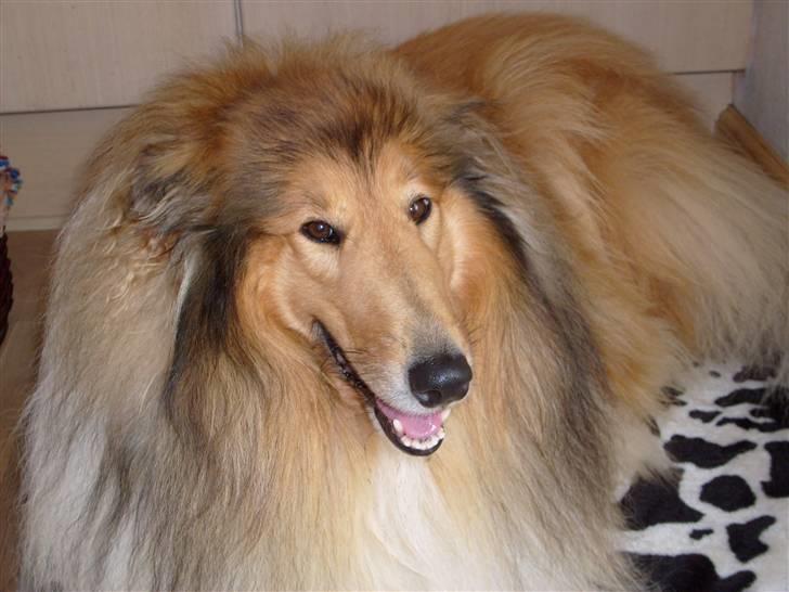 Collie langhåret Dino billede 8