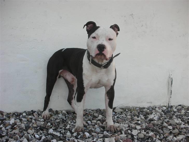 Amerikansk staffordshire terrier Milo billede 2