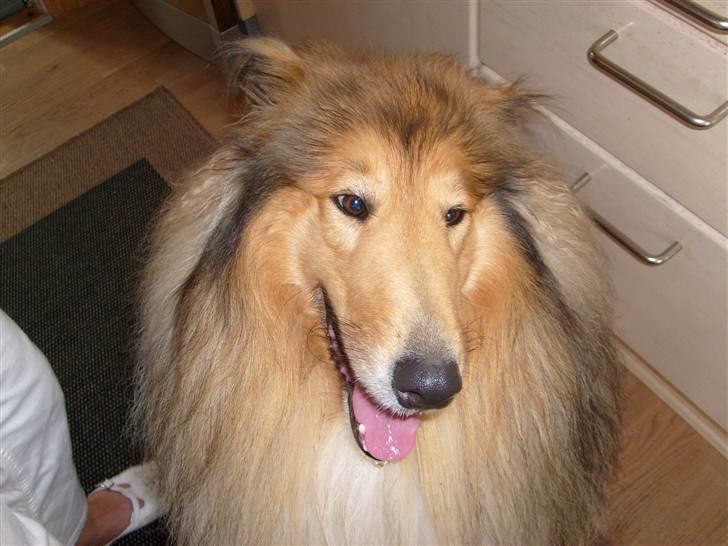 Collie langhåret Dino billede 9