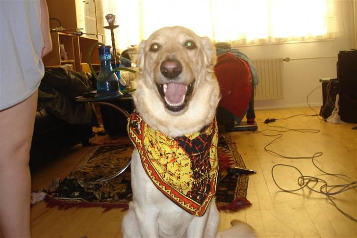 Blanding af racer rex  billede 13