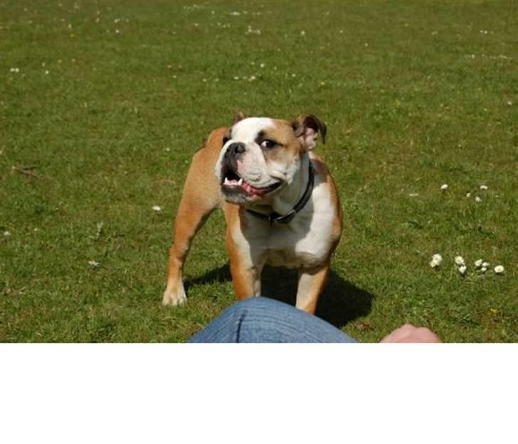 Engelsk bulldog Trille billede 6