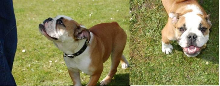 Engelsk bulldog Trille billede 7