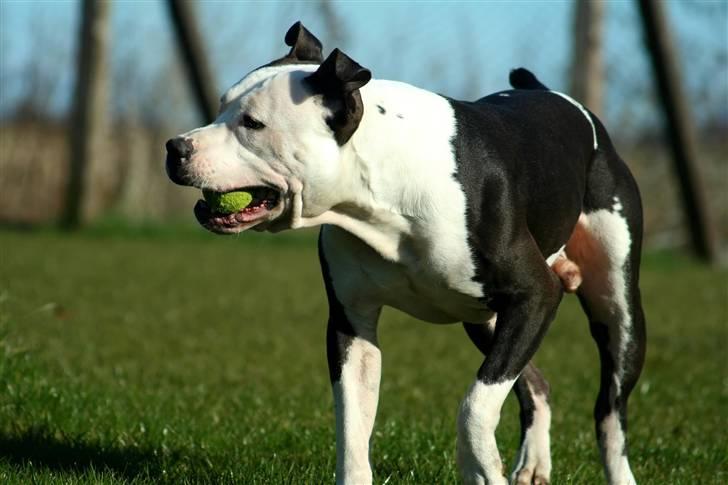 Amerikansk staffordshire terrier Milo - Www.Soegaarde.dk billede 3