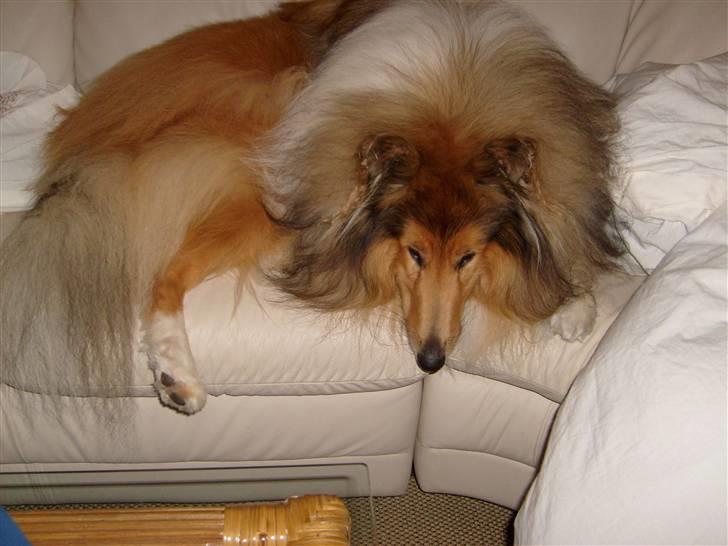 Collie langhåret Dino billede 10