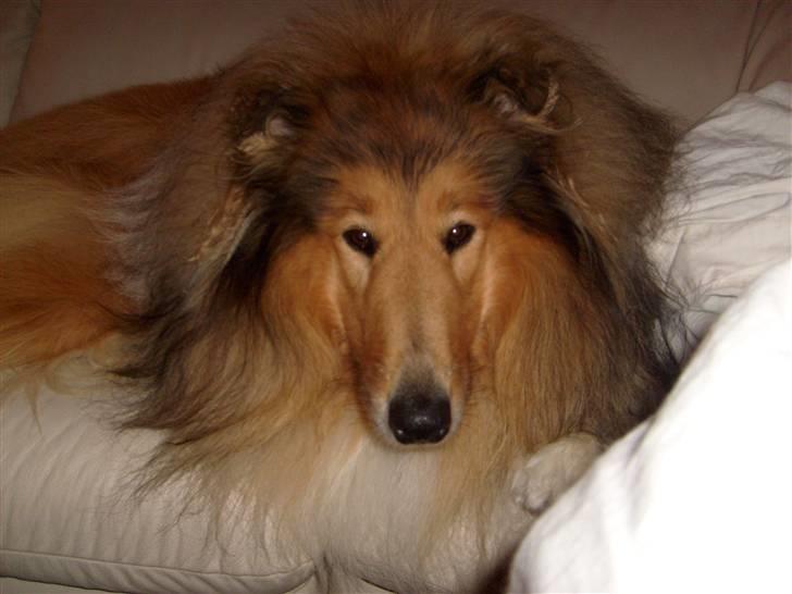 Collie langhåret Dino billede 11