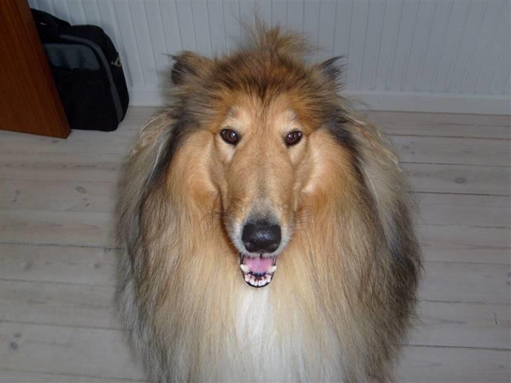 Collie langhåret Dino billede 12