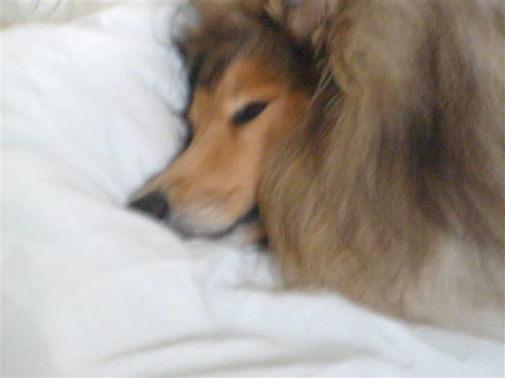 Collie langhåret Dino billede 13