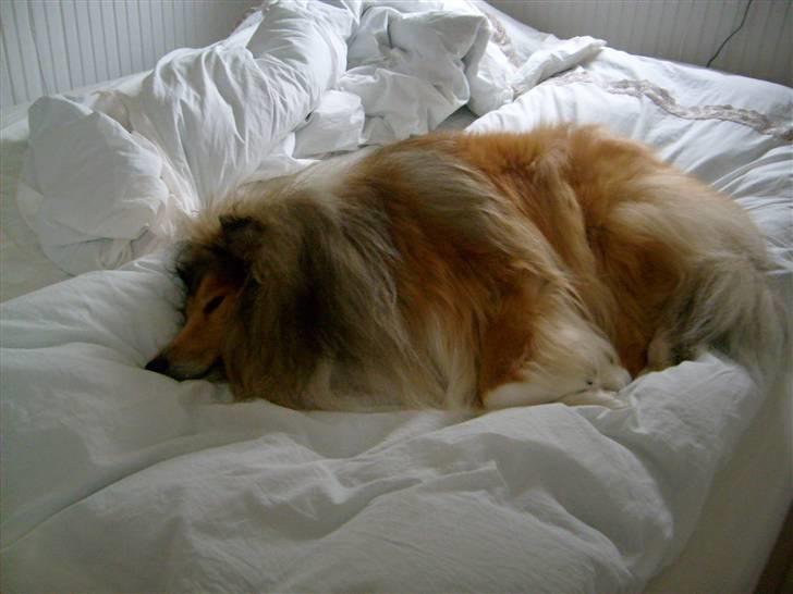 Collie langhåret Dino - Han kan godt lig og ligge i sengen billede 14