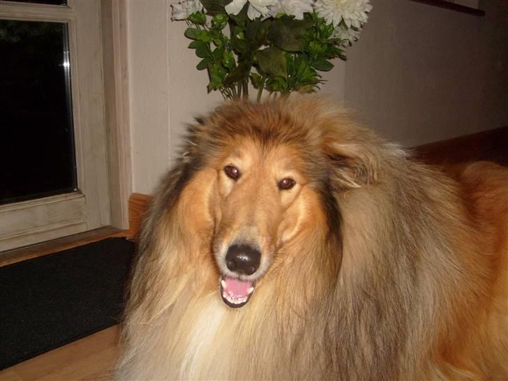 Collie langhåret Dino - Er jeg ikke bare sød billede 15