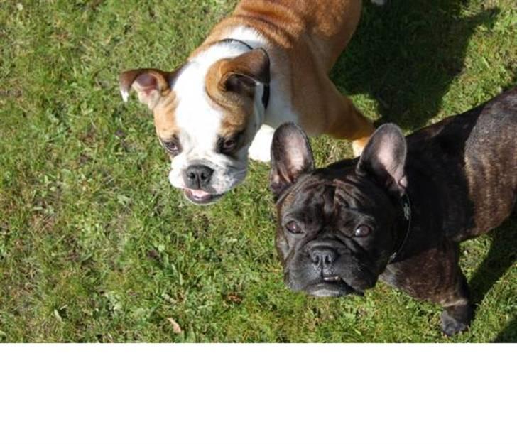 Engelsk bulldog Trille billede 8