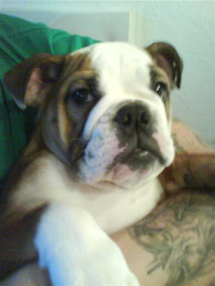 Engelsk bulldog Trille billede 9