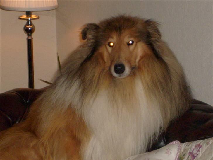 Collie langhåret Dino billede 16