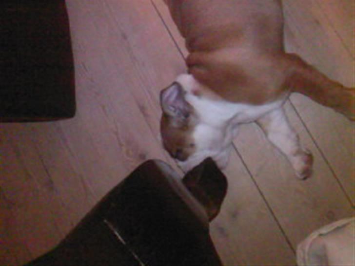 Engelsk bulldog Trille - Trille der lige er kommet i bide aldre og falder simpelthen i søvn med stuebor benet i munden:) billede 10