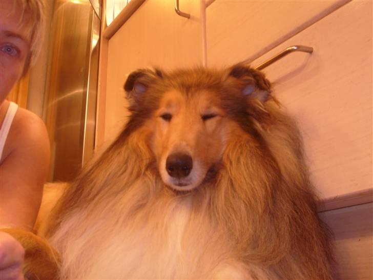 Collie langhåret Dino billede 17